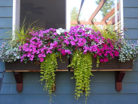 Flower Box Outside Window, Windows With Flower Boxes, Perennial Window Box Plants, Succulent Flower Boxes Window, Mediterranean Window Flower Boxes, Balkonsko Cvijeće, Balcony Flower Box, Window Box Garden, Long Planter