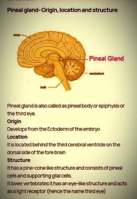 Pineal gland scientific details | body fact | brain fact Pineal Gland Facts, Taurus Witch, Reptilian Brain, Brain Parts, Learn Biology, Glial Cells, America Wallpaper, Eye Twitching, Brain Structure