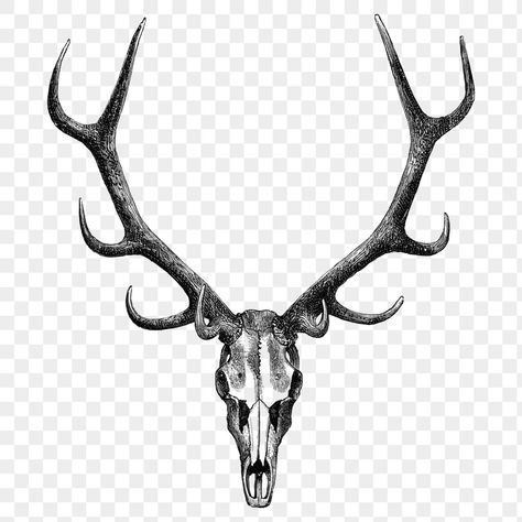 Elk Skull Tattoo Design, Stag Skull Tattoo, Elk Skull Tattoo, Stag Tattoo Design, Owl Forearm Tattoo, Deer Skull Tattoo, Stag Skull, Antler Illustration, Antler Tattoos