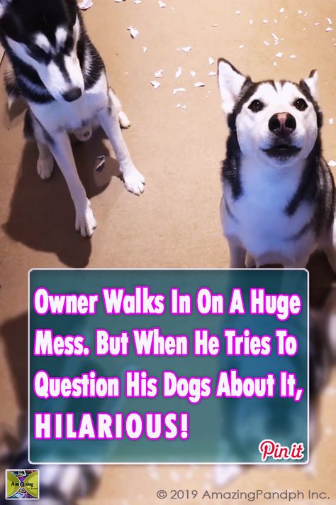 Huskeys Saying Funny Things, Funny Husky Pictures, Silly Dogs Hilarious, Funny Husky Videos, Siberian Husky Funny, Dog Shaming Funny, Cute Husky Puppies, Baby Huskies, Kids Talent