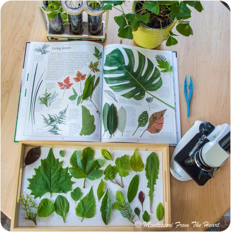 Montessori Botany, Kids Science Experiment, Prewriting Activities, Leaf Rubbing, Botany Lessons, Montessori Trays, Montessori Science, Pre Writing Activities, Winter Kindergarten