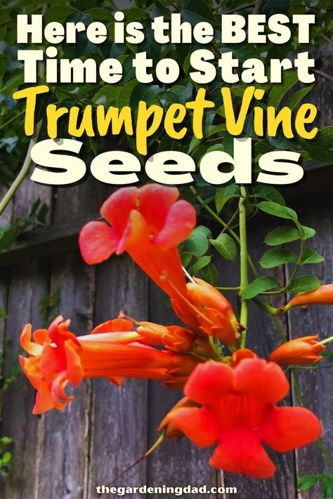 Are you looking forward to starting Trumpet Vine Seeds? Look no further, this article will give you all of the information to get your seeds ready to go in no time. #Thegardeningdad #TrumpetVine #flowers Trumpet Plant, Backyard Hacks, Flowers From Seed, Diy Fertilizer, Red Hummingbird, Vine Flowers, Angel Trumpet, Trumpet Vine, Gardening Hacks