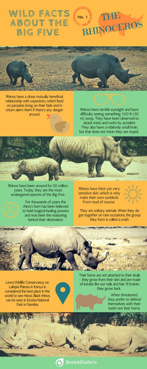 facts-rhinos-infographic The Big Five Animals, Rhino Facts, Big Five Animals, Animal Facts For Kids, Wildlife Facts, Pig Breeds, Save The Rhino, Zoo Architecture, Biscayne National Park