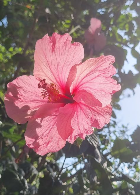 Pink Girly Aesthetic, Aesthetic Bouquet, Fav Flower, Hawaii Flowers, Tropical Hibiscus, Pink Tropical, Girly Aesthetic, Nothing But Flowers, Pretty Landscapes