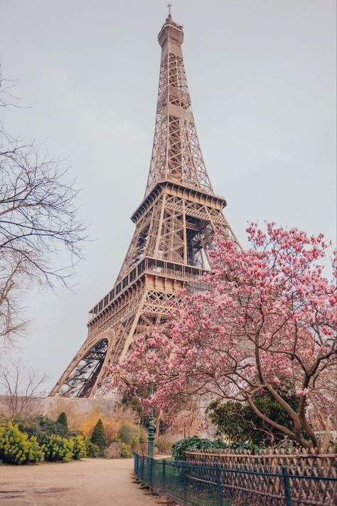 Torre Eiffel Aesthetic, Paris Tower Wallpaper, Tower Wallpaper, Paris Flowers, Paris Tower, Eiffel Tower Photography, Wallpaper 2024, France Aesthetic, Paris Wallpaper