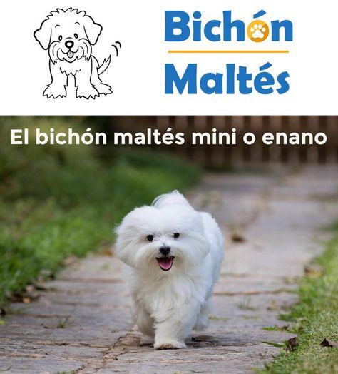 Descubre qué es un bichón maltés mini o enano, aprende a distinguir y diferenciar las diferentes líneas y tamaños del bichón maltés.