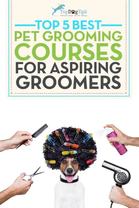 Master Dog Grooming: Best Online Courses Pet Grooming Business, Dog Grooming Tools, Grooming Business, Dog Grooming Salons, Dogs Grooming, Dog Clippers, Puppy Grooming, Dog Grooming Tips, Grooming Shop