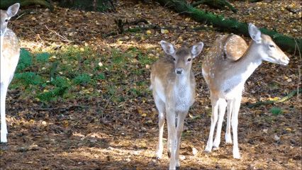 ❛#Animals-#Lovely #Deer❜-#Gif Deer Gif, House Of Leaves, Goats, Deer, Gif, Birds, Forest, Animals, Quick Saves