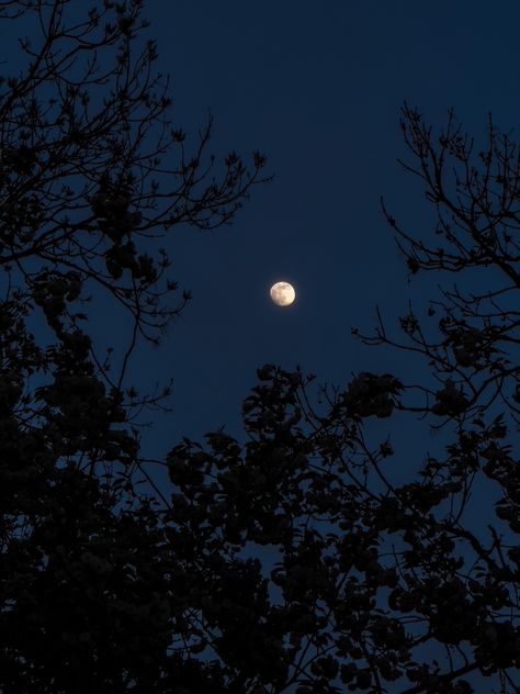 Trees silhouette with a detailed moon in the bakc, picture shot in an iPhone 13 Pro Max Sky Pics, Look At The Moon, Sky Moon, Moon Pictures, In The Moon, Sky Pictures, Anime Wallpaper Phone, Wallpaper Phone, Dark Skies