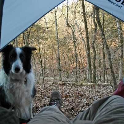 Is there room in the tent for me, too?? (photo by D. Lehner) Camping With Dogs Photography, Couple Hiking With Dog, Hiking With Dog, Hikes With Dogs, Border Collie Hiking, Hiking Style, Dog Information, Rustic Retreat, Adorable Pets