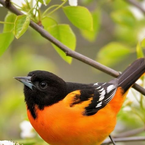 Cornell Lab of Ornithology on Instagram: "The orange-popsicle plumage of this Baltimore Oriole, which inspired the name for a certain baseball team ⚾ 🐥 , is simply stunning surrounded by these tiny white flowers. #FloraAndFauna Baltimore Orioles got their English common name because their orange and black colors reminded naturalists of the heraldic crest of the Baltimore family of England; in turn, the oriole's colors inspired the baseball team's colors. Young males do not molt into this orange Baltimore Orioles Birds, Heraldic Crest, Birds Paintings, Oriole Bird, Baltimore Oriole, Bottle Designs, Tiny White Flowers, Tropical Birds, Amazing Animals