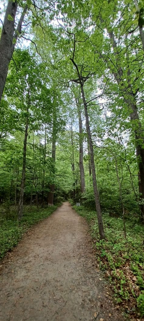 Vivid green Virginia forests Virginia Forest, Raven Cycle, Forest Trail, Engagement Shoot, Engagement Shoots, Minecraft, Virginia, Trees, Forest