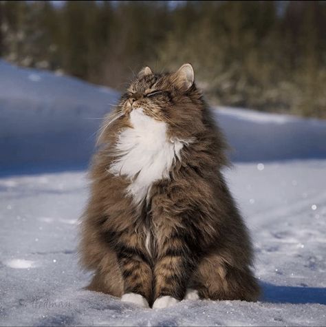 Norwegian Forest Cat Norwegian Cat, Siberian Cat, Norwegian Forest, Gorgeous Cats, Forest Cat, Norwegian Forest Cat, Fluffy Cat, Domestic Cat, Cat Aesthetic