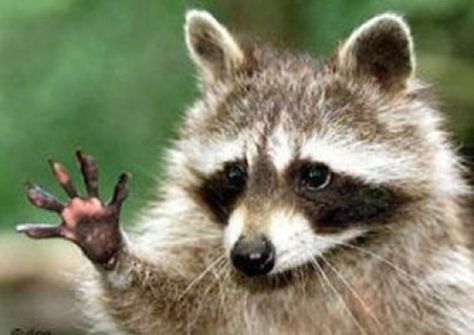 Animals Waving Bye 9 Cute Raccoon, Raccoon Funny, Trash Panda, Funny Animal Jokes, Funny Wallpaper, Racoon, High Five, Animal Jokes, 귀여운 동물