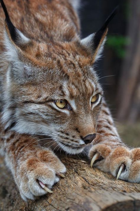 Eurasian Lynx, Regard Animal, Tattoo Nature, Wild Animals Photography, Cat Reference, Pretty Animals, Majestic Animals, Wild Nature, Animal Sketches