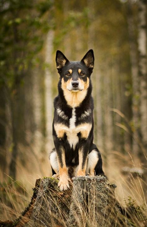 Lapponian Herder; similar to the Finnish Lapphund, this breed also had her beginnings working alongside the Sami (Lapp) people, herding + guarding reindeer. A problem solver, she is eager to please + is happiest when she has a job to do. She is a barker who is aloof with strangers, traits that make her an excellent watchdog. Active + powerful, she excels at many dog sports + is very popular in the ring~ Lapponian Herder Dog, Kelpie Puppy, Lapponian Herder, Dog Bucket List, Australian Kelpie Dog, Dogs Running, Finnish Lapphund, Reindeer Dog, Every Dog Breed