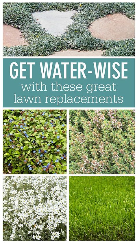 Lawn Plants Front Yards, Drought Tolerant Grass Alternative, Low Water Ground Cover, Alternative Grass Ideas, Cute Lawn Ideas, Drought Tolerant Lawn Alternative, Non Grass Landscaping, Grass Alternatives Front Yard, What To Plant Instead Of Lawn