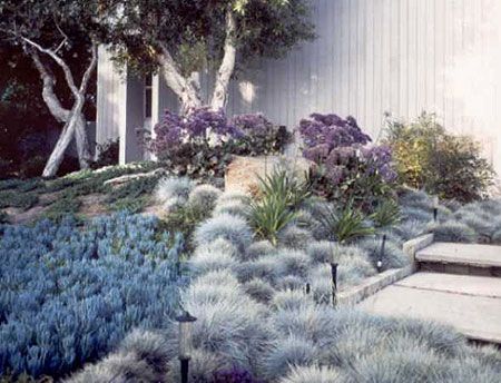 low water beautiful garden with blue chalk sticks and blue fescue Salt And Pepper Rock Landscape, Blue Chalk Sticks, Chalk Sticks, Australian Garden Design, Low Water Plants, Garden Landscaping Ideas, Blue Fescue, Low Water Gardening, Drought Tolerant Garden