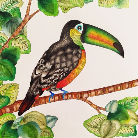 Toucan from the Millie Marotta Animal kingdom colouring book @meesharose #milliemarotta #animalkingdom Animal Kingdom Colouring Book, Millie Marotta Animal Kingdom, Millie Marotta Coloring Book, Regnul Animal, Farm Animal Coloring Pages, Millie Marotta, Adult Colouring Pages, Curious Creatures, Animal Coloring Books