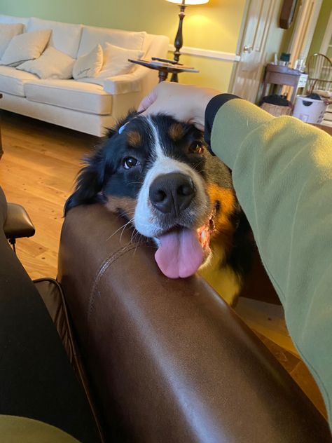 Owning A Dog Aesthetic, Dog Sitting Aesthetic, Old Dog Aesthetic, Bernese Mountain Dog Aesthetic, Animals Aesthetic, Dog Aesthetic, Sick Dog, Sweet Boy, Pet Sitting