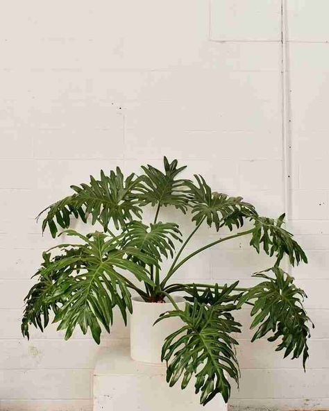 Tree Philodendron, Philodendron Selloum, Philodendron Care, Plants For Beginners, Philodendron Plant, Backyard Gardening, Banana Plants, Tree Canopy, Peat Moss