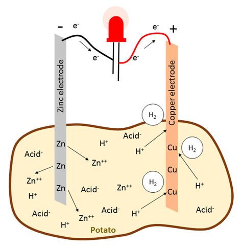 Potato Battery: How to Turn Produce into Veggie Power! | Science Project Potato Battery Science Project, Potato Battery, Science Diagrams, Science Electricity, Stem Classes, Chemical Reaction, Science Projects For Kids, Fair Projects, Cool Science Experiments