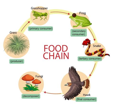 Simple Food Web, Food Chains Anchor Chart, Food Chain Diagram, Simple Food Chain, Healthy Tortilla Chips, Healthy Potluck, Super Bowl Food Healthy, Healthy Party Snacks, Healthy Lunch Snacks