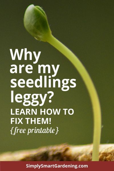 Leggy Seedlings, Grow Light Stand, Starting Seeds Indoors, Veg Garden, New Roots, Home Vegetable Garden, Veggie Garden, Seed Starting, Gardening For Beginners