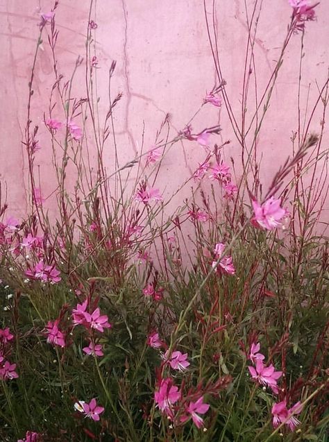 Pink planting, pink wall Pink Garden Wall, Pink Botanical, Pink Wallpapers, Tiny Garden, Pink Garden, Wall Garden, Pink Wall, Pink Walls, Botanical Garden