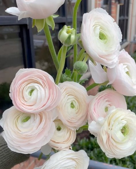 Ranunculus Colors, Olivia Flowers, Ranunculus, My Flower, Orchids, Dream Wedding, Valentines, Let It Be, Flowers