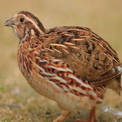 Pharaoh coturnix quail Japanese Quail, Coturnix Quail, Dust Bath, Egg Production, Hatching Eggs, Pet Advice, Egg Laying, Quail Eggs, Poultry Farm