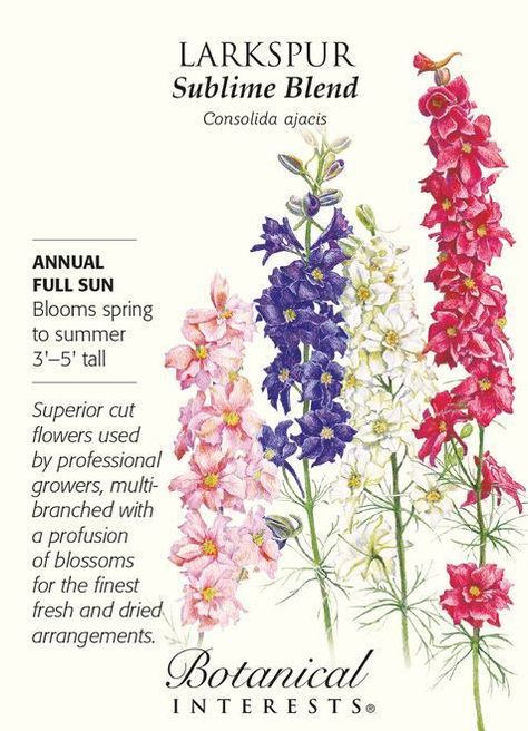 Larkspur Tattoo, Full Sun Annuals, Birth Flower Tattoos, Flower Meanings, Language Of Flowers, Month Flowers, Birth Month Flowers, Flower Bed, Delphinium