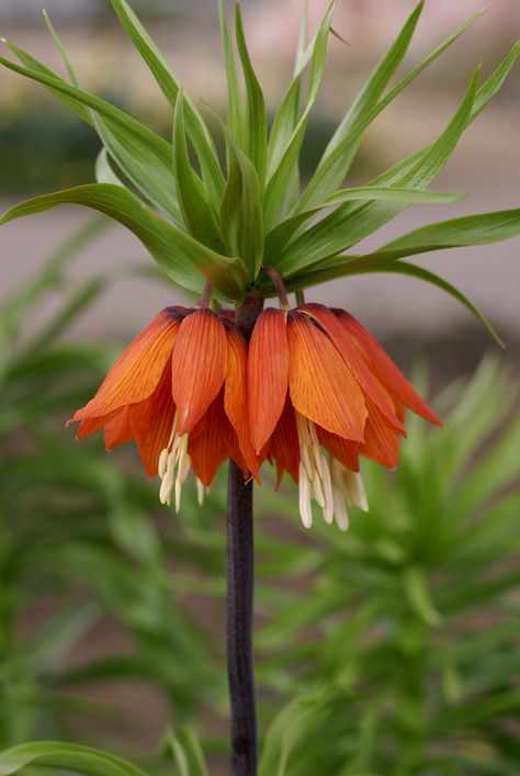 Kaiser's crown (Fritillaria imperialis) Crown Imperial Flower, Fritillary Flower, Fritillaria Imperialis, Victorian Language, Crown Imperial, Orange Garden, Garden Types, Unusual Plants, Summer Plants