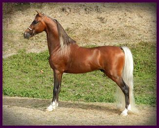 American Shetland Pony ~ the NEW Shetlands! Cas Poses, Welsh Ponies, Shetland Ponies, Horse Markings, Great Balls Of Fire, Mini Horses, Silver Bay, Welsh Pony, Horse Black