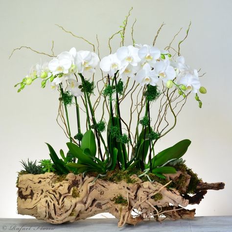 Orchid In Driftwood, Orchid On Driftwood, Orchids Arrangements Ideas, Orchid Display Ideas, Plants As Centerpieces, Garden Centerpieces, Orchid Decor, Silk Orchids Arrangements, Orchid Flower Arrangements