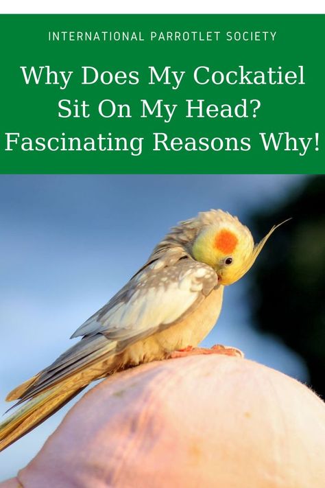 Why does my cockatiel sit on my head? Here's an interesting answer to this curious question - so let's decode your pet's odd habit! #budgie #cockatiel #internationalparrotletsociety #healthcare #africangrey #parrot #parrolet #parakeets #pet #bird #behavior Cockatiel Bird, Cockatiel Food List, Cockatiel Training, Treats For Cockatiels, Cockatiel Care, Cockatiel Cage, Cockatiel Playing Peekaboo, Bald Spot, Parakeet Memes Hilarious