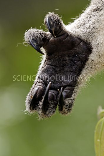 Koala hand Koala Hands, Australia Animals, Animal Anatomy, Paws And Claws, Extinct Animals, Alien Creatures, Creature Feature, Creature Concept Art, Creature Concept