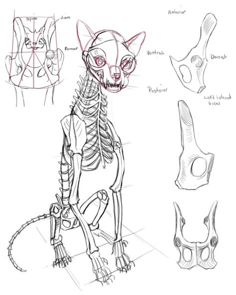 cat skeleton - AOL Image Search Results Anatomy For Drawing, Feline Anatomy, Cat Drawing Tutorial, Cat Skeleton, Skeleton Drawings, Horse And Human, Cat Anatomy, Animal Skeletons, Horse Anatomy