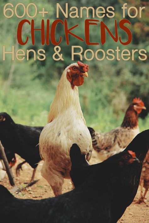 Rooster Names Funny, Chicken Names Hens Funny, Chicken Names Funny, Chicken Names Hens, Names For Chickens, Cute Chicken Names, Rooster Names, Old Lady Names, Chicken Signs