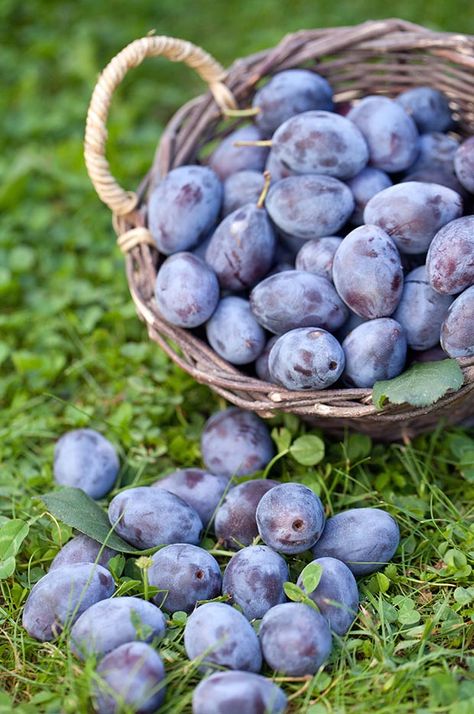 6 reasons to grow sweet little damson plums and how to make damson gin - thisNZlife Damson Plum, Farm Plans, Foraged Food, Fermentation Recipes, Home Gardens, Stone Fruits, Plum Tree, Stone Fruit, Organic Seeds