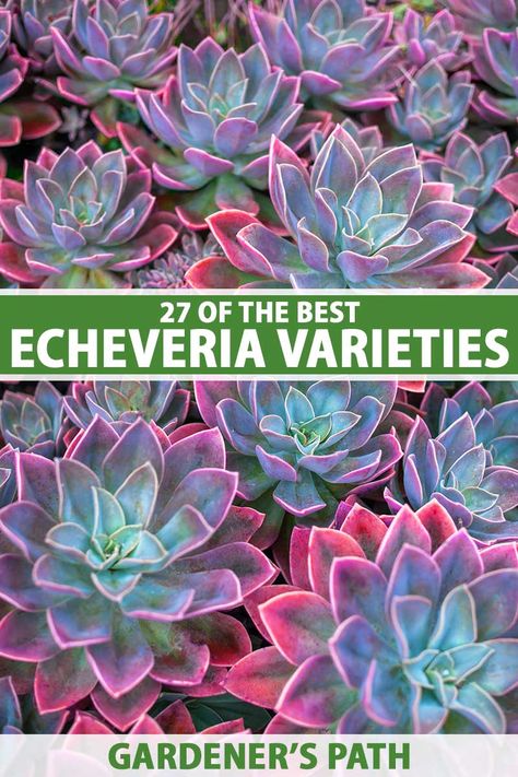 With pretty rosettes in multiple colors, echeveria thrives in lean soil and arid conditions. Easily grown, these frost-tender succulents are an excellent option for planters, water-wise gardens, as well as for growing as houseplants. Discover 27 of the best echeveria varieties on Gardener's Path. #echeveria #gardenerspath Echeveria Succulent, Echivera Succulents, Echeveria Propagation, Pacific Northwest Garden, Echivera Succulents Types, Vegetable Benefits, Succulent Garden Indoor, Echeveria Types, Types Of Echeveria Succulents