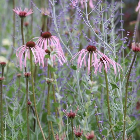 Echinacea Pallida, Planting Combinations, Flower Scissors, Sacred Garden, Sun Perennials, Grandmas Garden, Long Flowers, West Bay, Echinacea Purpurea