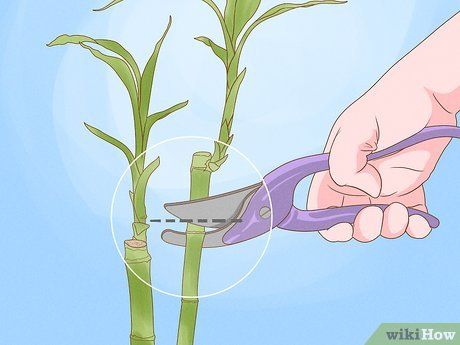 How to Trim Lucky Bamboo Plants: 11 Steps (with Pictures) Propagate Fiddle Leaf Fig, Lucky Bamboo Care, Indoor Bamboo Plant, Bamboo Plant Care, Indoor Bamboo, Bamboo Species, Lucky Bamboo Plants, Bamboo Care, Fig Plant