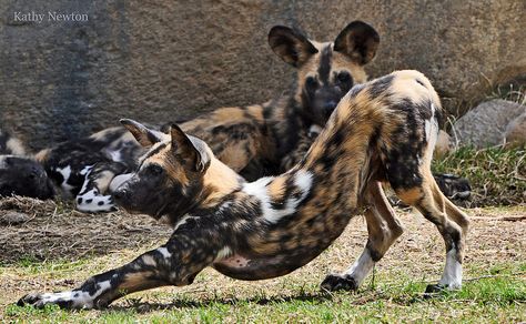 Painted dog pup African Hunting Dog, Raccoon Dog, Dog Poses, African Wild Dog, Animal Groups, Canine Art, Horses And Dogs, Dog Runs, Pretty Animals