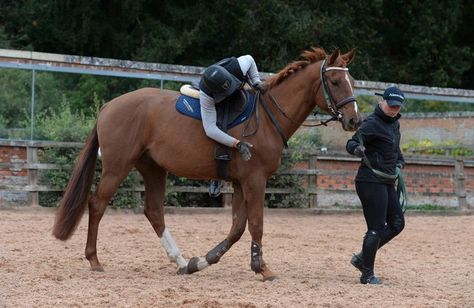 Horse Training, Equestrian, Train, Horses, Animals