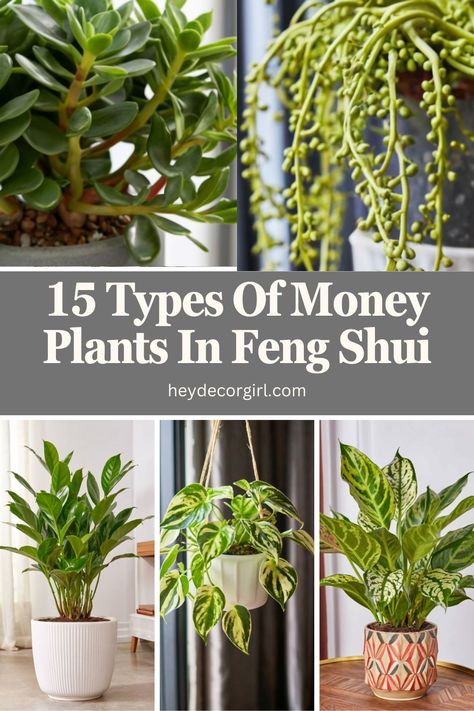 Money Plants In Feng Shui, the ancient Chinese art of arranging living spaces to harmonize with the environment, money plants Feng Shui Money Corner, Feng Shui For Beginners, Feng Shui Wealth Corner, Money Corner, Money Plants, Chinese Evergreen Plant, Wealth Corner, Feng Shui Plants, Plant Jungle