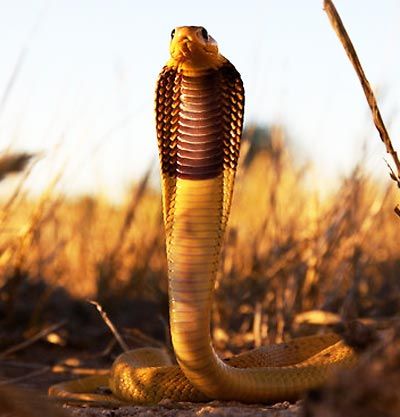 The cape cobra is found in the dry, semi-desert regions of southern Africa, particularly in the Northern Cape in South Africa and in parts of Botswana. In the Kalahari region, it is a yellowish color, with uniform brown speckles. It is a medium-sized snake, with adults measuring between 120cm (46.8 in) and 180cm (70.2 in). #venomous #colubrid #dangernoodle Snake Standing Up, Poisonous Snakes, Snake Photos, Snakes And Ladders, Africa Wildlife, King Cobra, Snake Venom, Komodo Dragon, Reptile Snakes