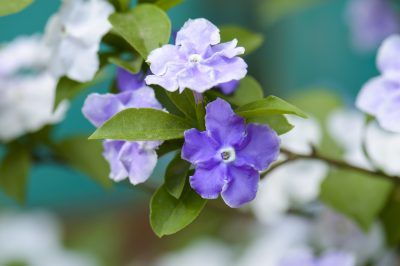 Yesterday, Today, Tomorrow Plant Not Flowering: Getting Brunfelsia To Bloom - Yesterday, today and tomorrow plants have flowers that change color day by day. They begin as purple, fading to pale lavender and then to white over the next couple of days. Find out what to do when this enchanting tropical shrub fails to bloom in this article. Yesterday Today Tomorrow Plant, Beginner Garden, Yesterday Today Tomorrow, Climber Plants, Carved Beds, Pinterest Garden, Florida Gardening, Pale Lavender, Garden Shrubs