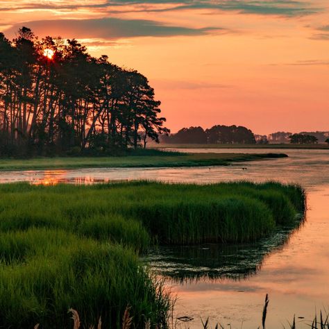 Kya Clark Where The Crawdads Sing, Kya Clark, Assateague Island National Seashore, Where The Crawdads Sing, Chincoteague Ponies, Chincoteague Island, Forest And Wildlife, Koh Chang, Mackinac Island