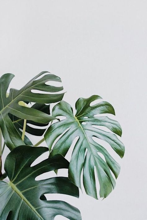 Here's Which Houseplant Should You Get Based On Your Zodiac Sign - Society19 Tropical Leaves Pattern, Bedroom Plants, Plant Wallpaper, Plant Aesthetic, Monstera Plant, Natural Home Decor, Wallpaper Bedroom, Décor Diy, Decor Minimalist